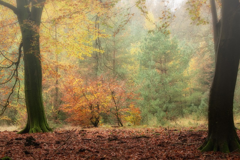 Terug in het Speulderbos