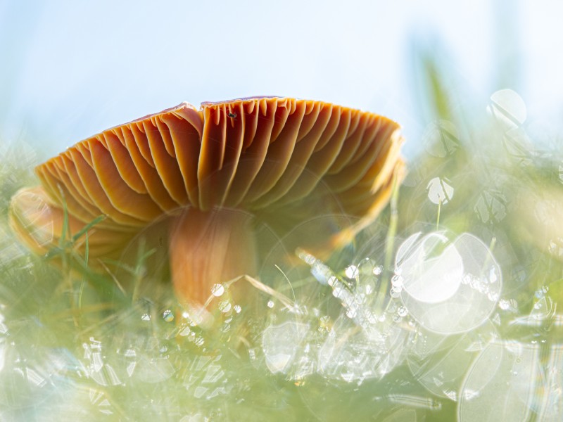 Granaatbloemwasplaat op een mooie ochtend