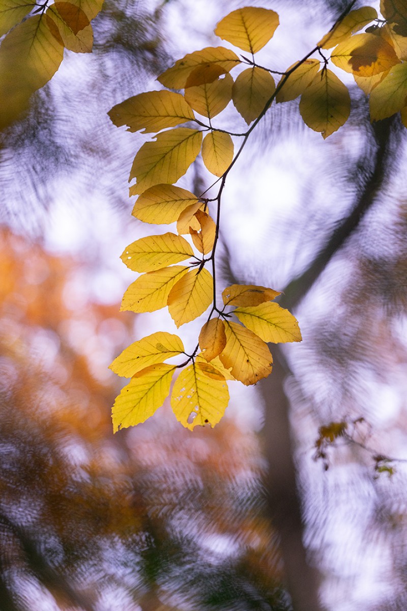 Herfstsferen