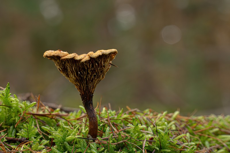 Paddenstoel met een gouden randje