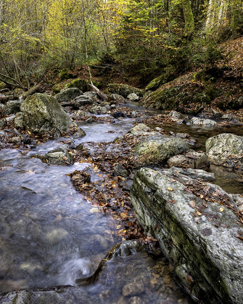 Herfst bij de beek