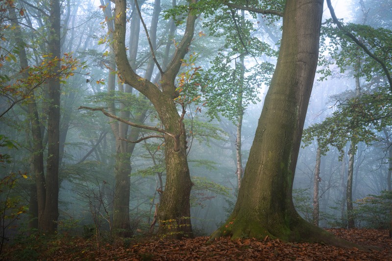 Natura Morta