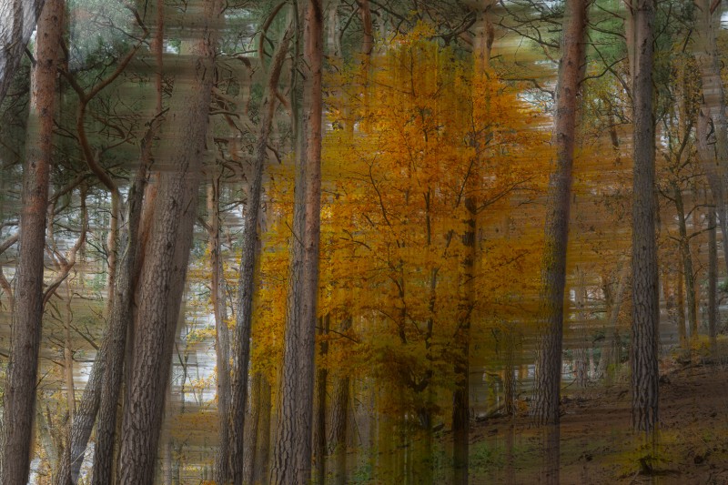 Herfst tussen de dennen