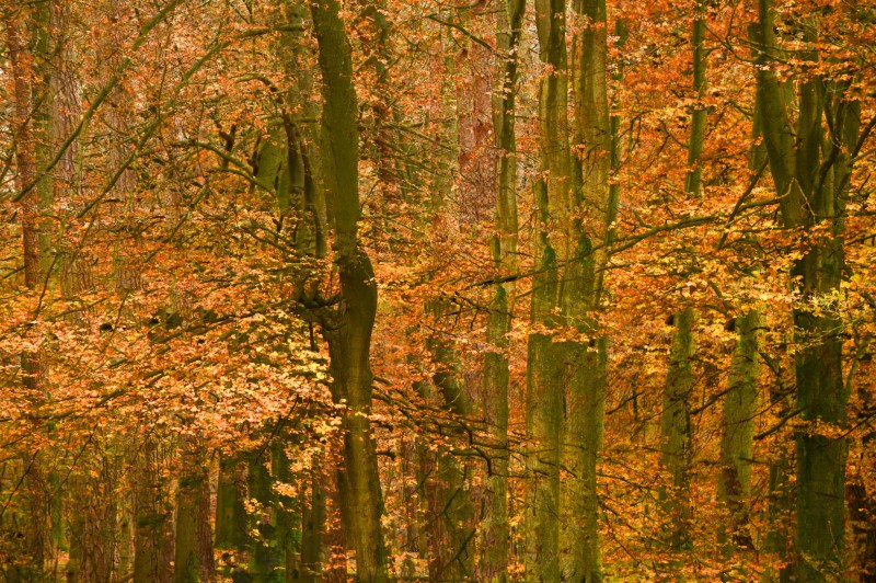 Bomen in herfstpracht