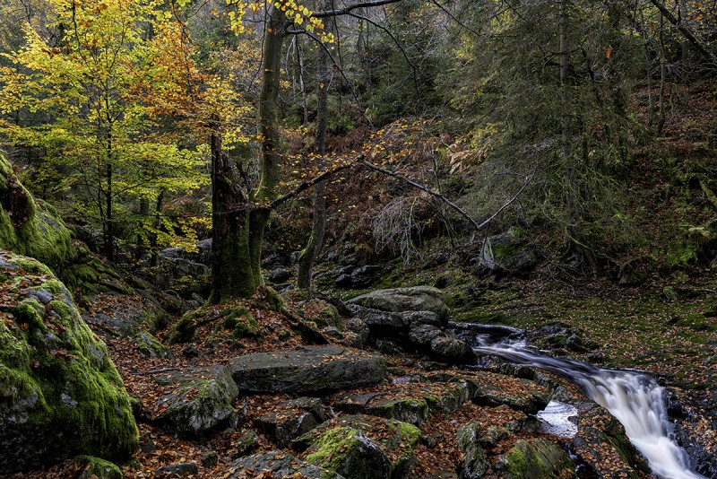 Herfstkleuren