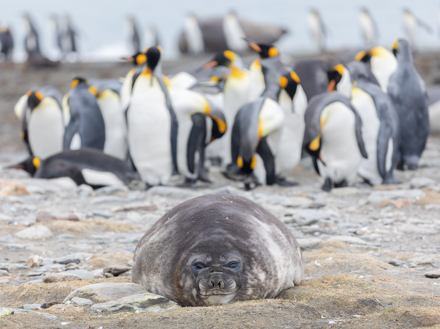 VANZANTEN_Grumpy seal