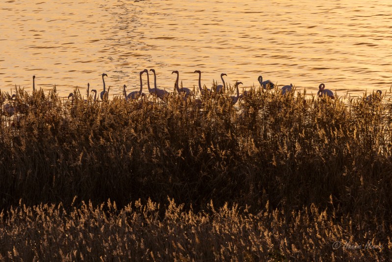 Flamingo's in het gouden licht van de zonsondergang