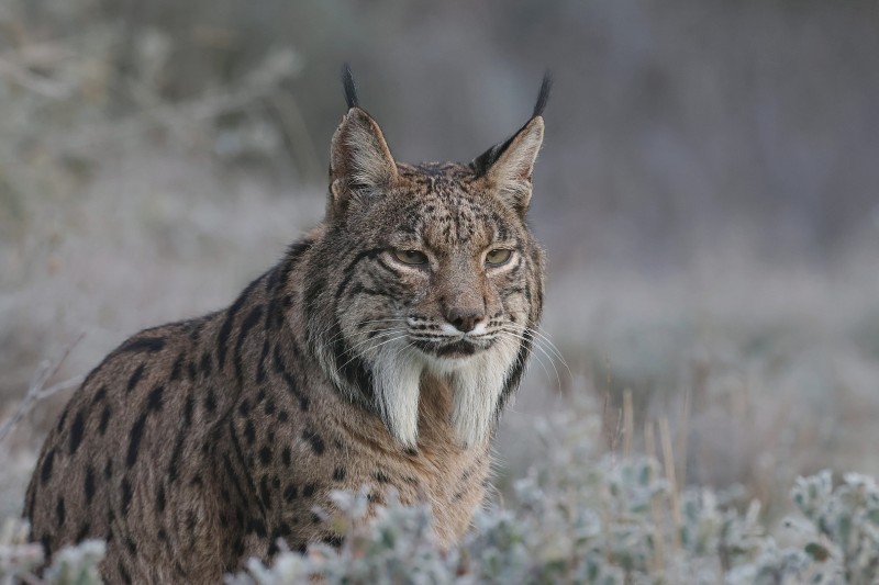 Pardellynx of Iberische Lynx