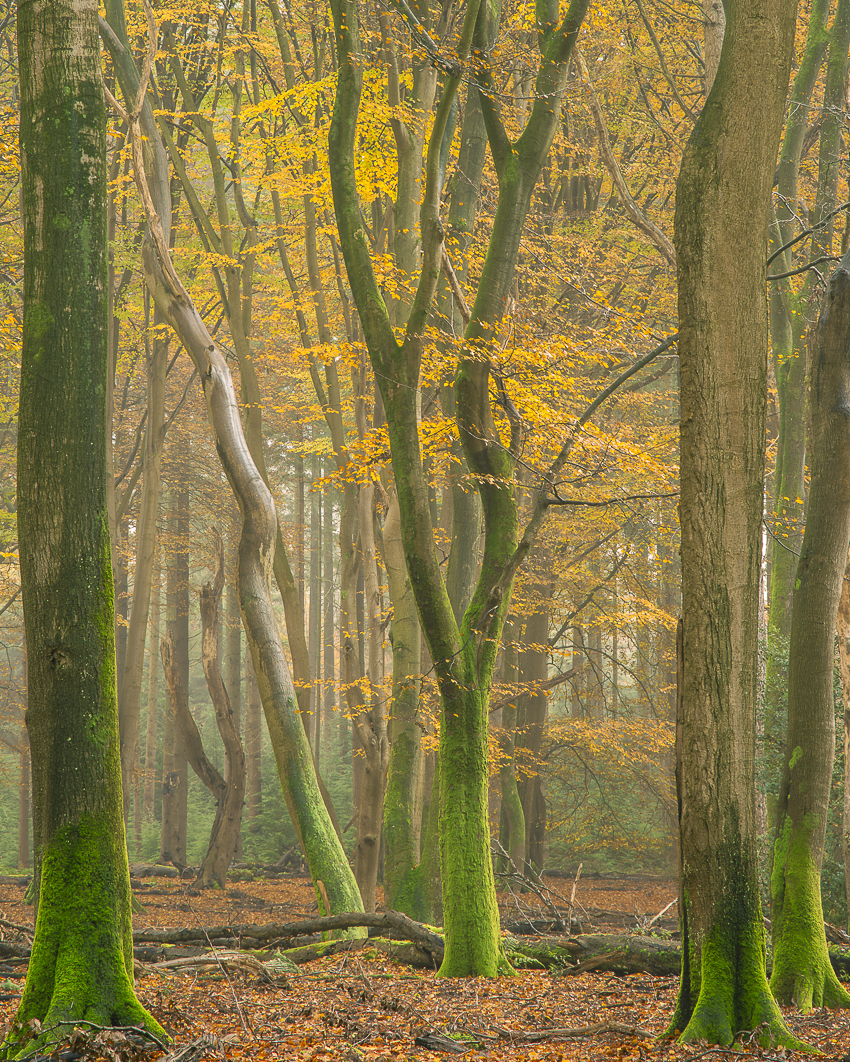 Herfst Speulderbos