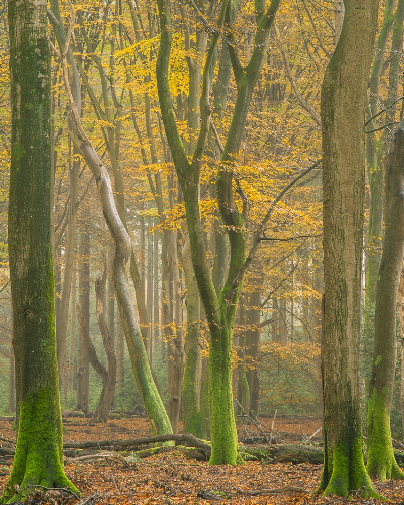 Herfst in het Speulderbos