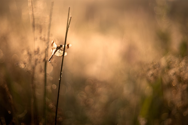 Golden Morning