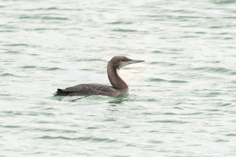 Pacifische parelduiker