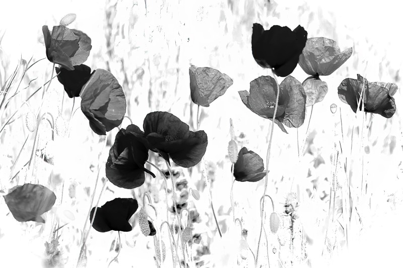 Poppies in black and white