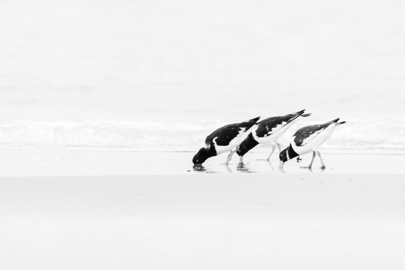 Foeragerende scholeksters