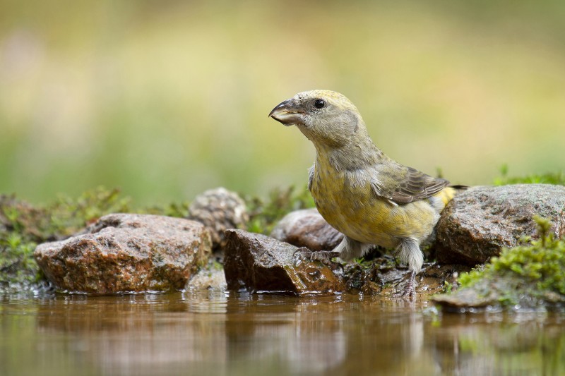 Dorst