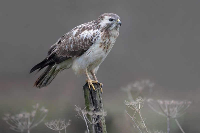 Buizerd