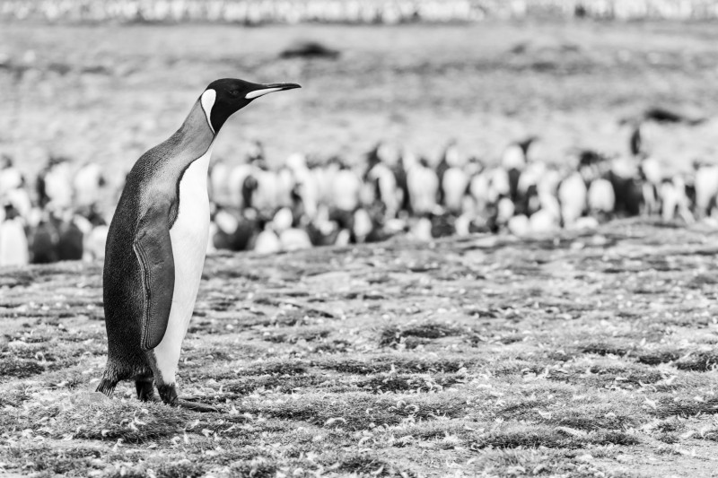 Koningspinguin in zwart wit