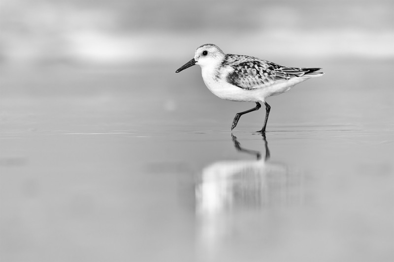 Reflected in black and white