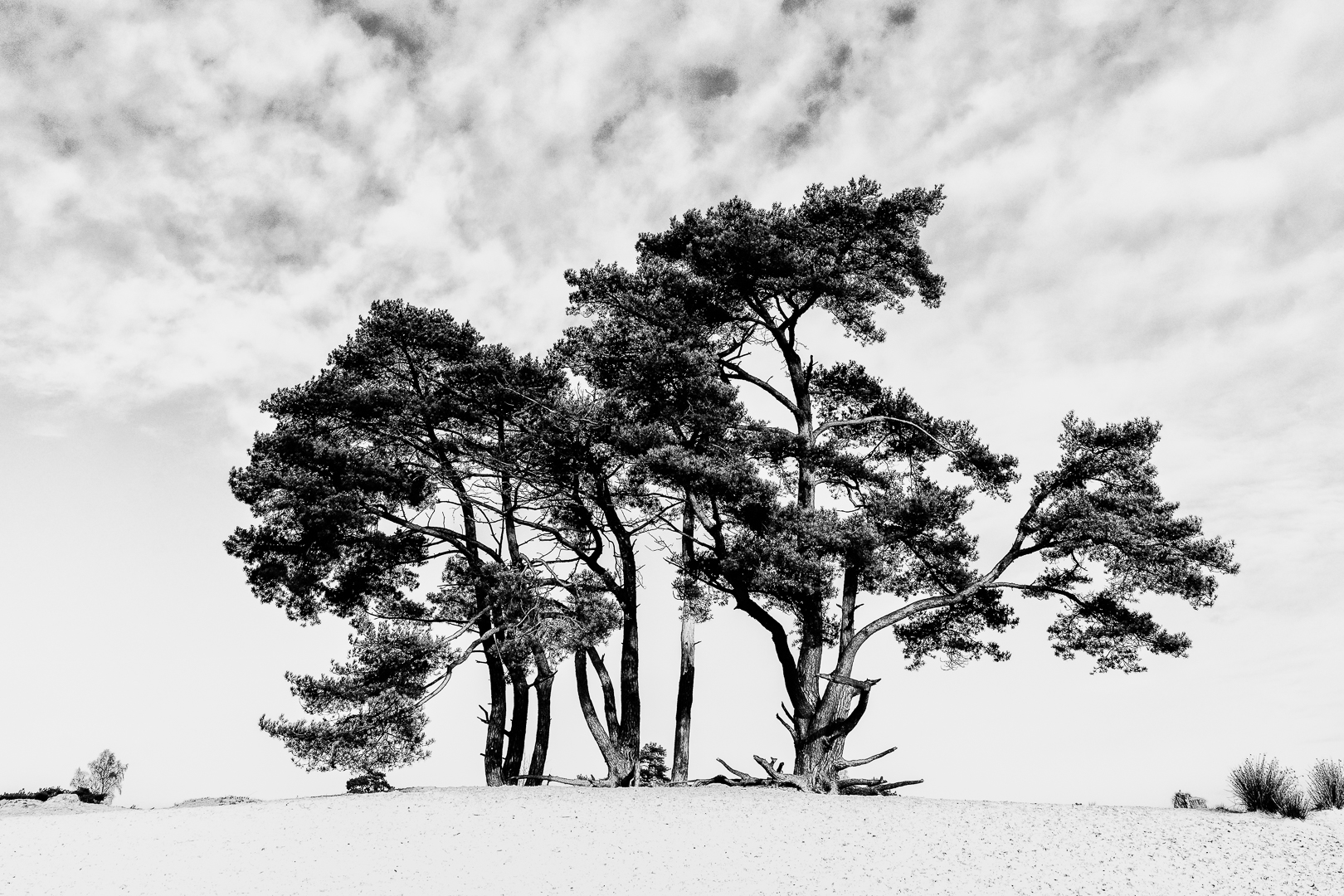 Vliegdennen - Loes Belovics - Deel de Natuur