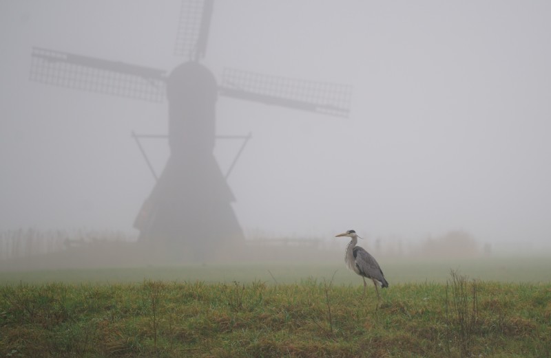 Hollandse mist.