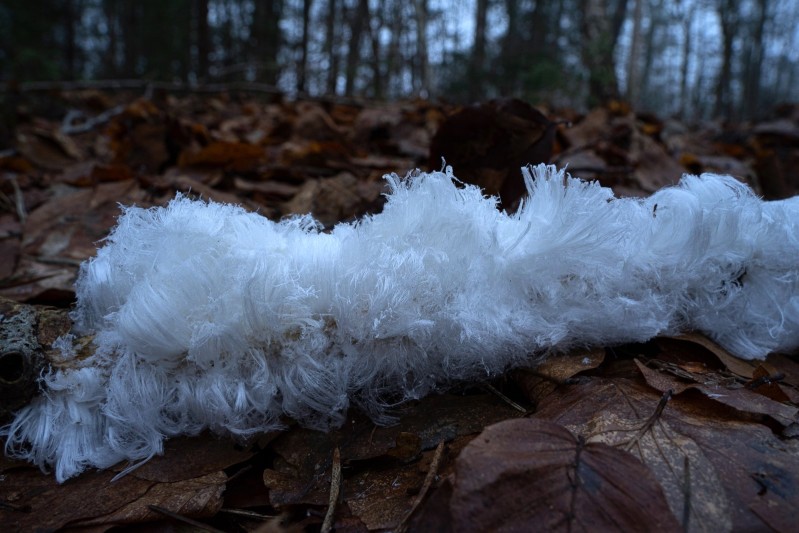 Baard van de winter