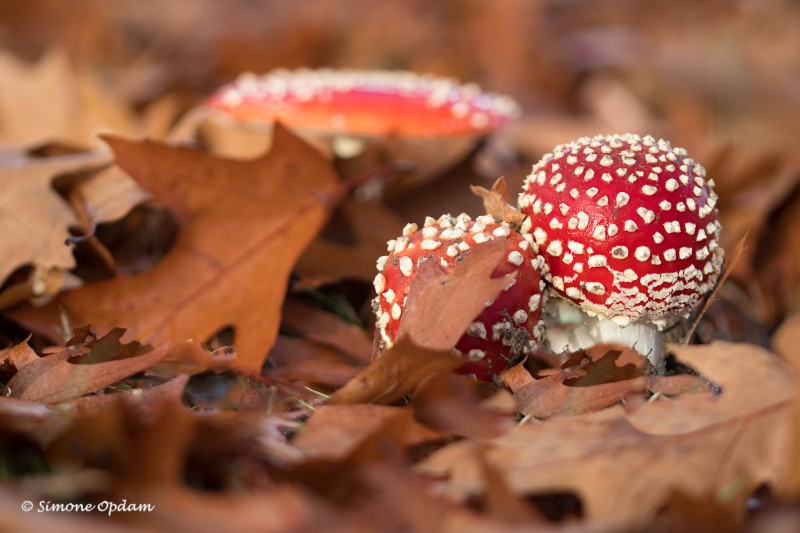 Rood met witte stippen