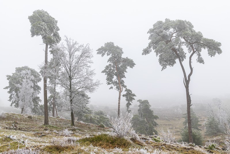 Winterlandschap