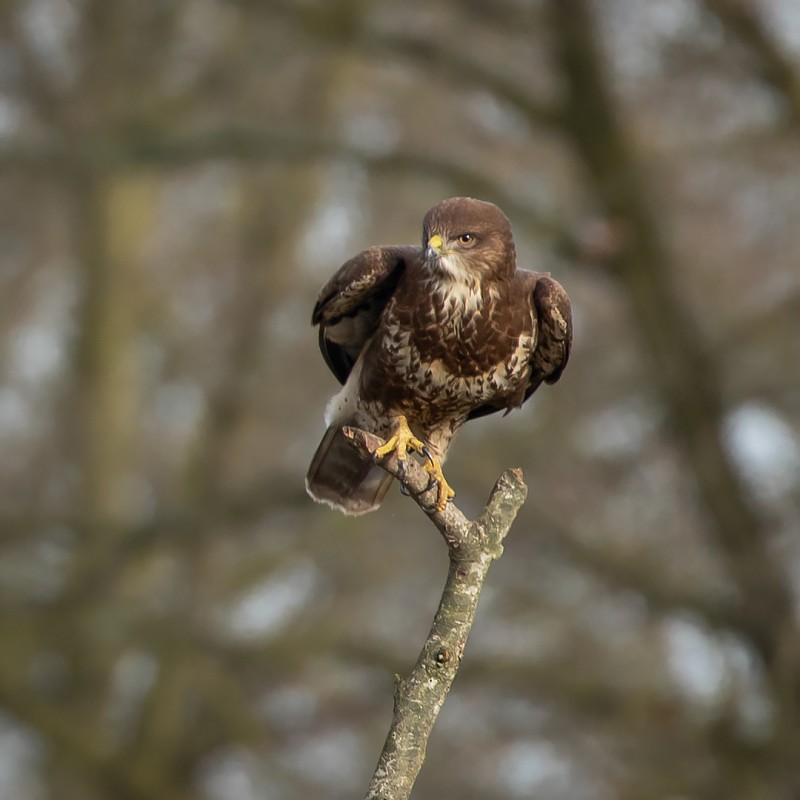 Ready for take-off