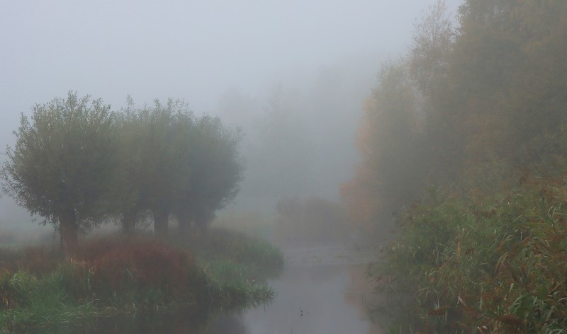 Mini landschap in de mist