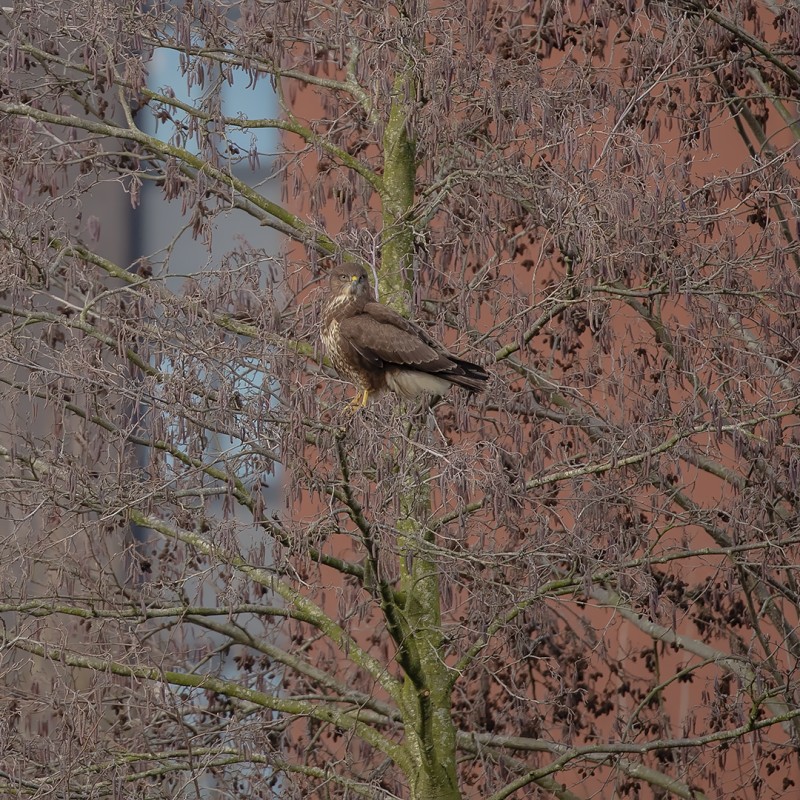 Van der Valk kiest andere vogel