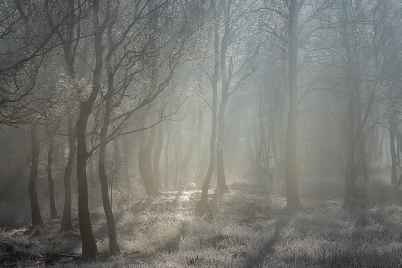 Dansen in de mist