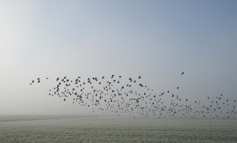 Koude vlucht