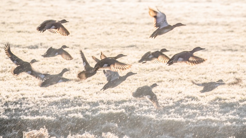 Gouden winterochtend in de polder