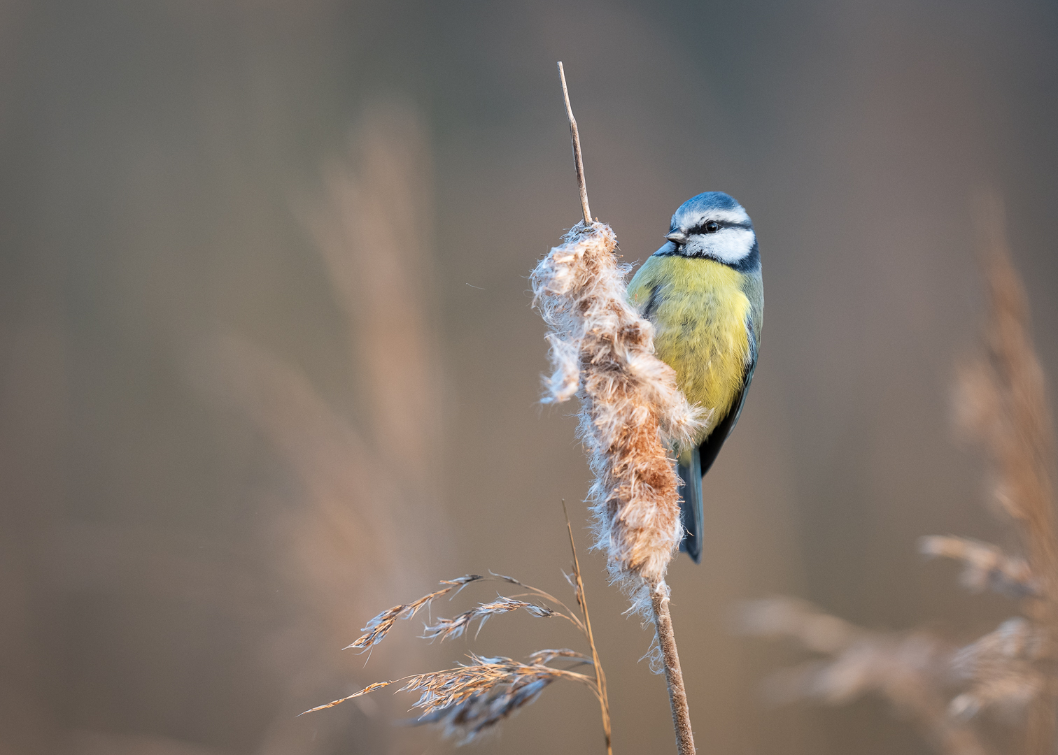 Pimpelmees - Deel de Natuur - Loes Belovics