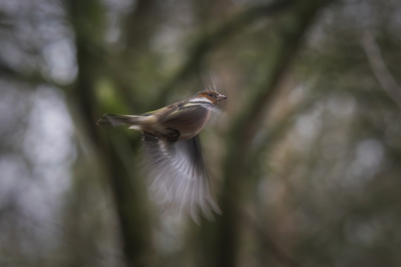 Mannetje vink in de lucht