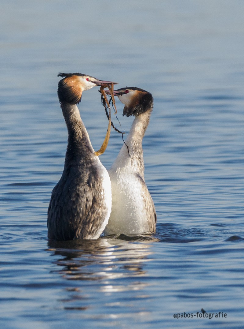 Vroege vogels