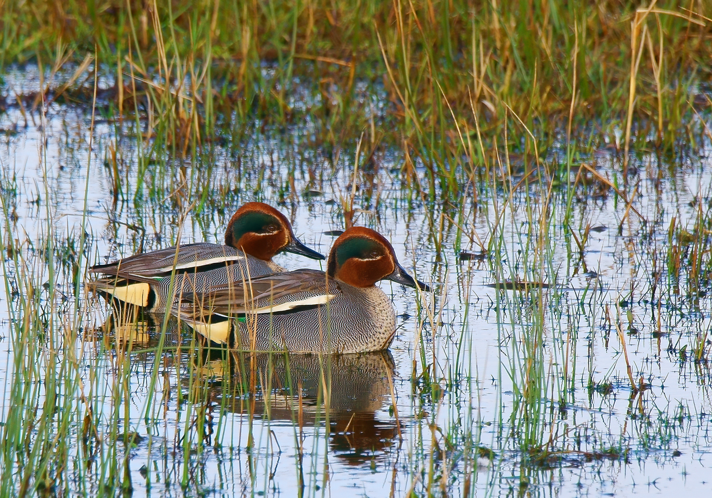 Wintertaling