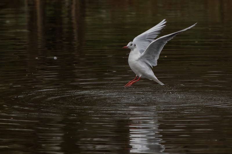 Hup, sprongetje uit het water.