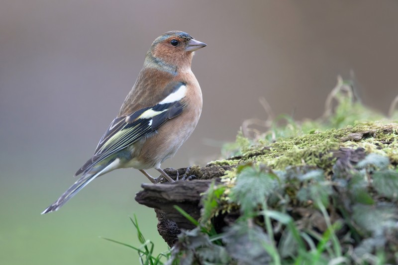 Vink