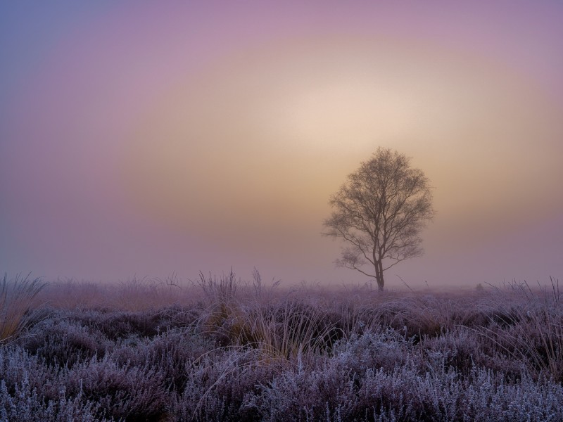 Solitude in the mist