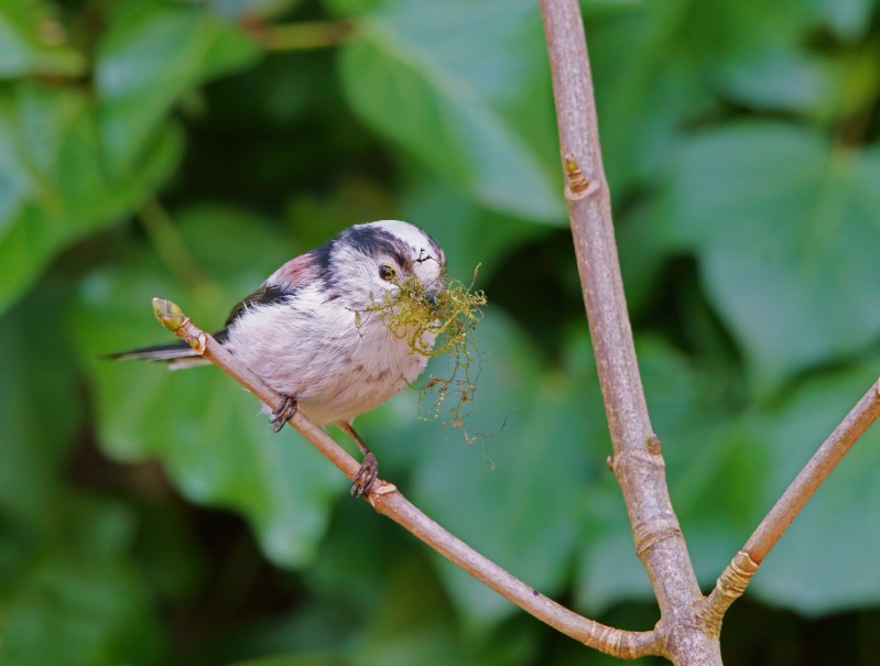 Nestbouw