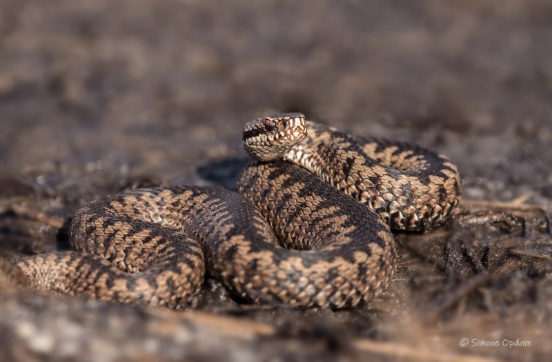 Een adder op mijn pad