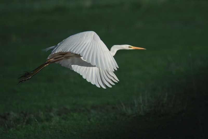 Grote zilverreiger in vlucht