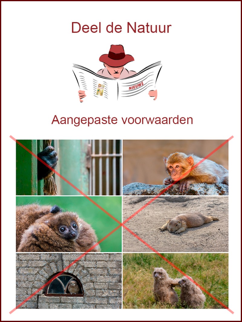 Aangepaste voorwaarden