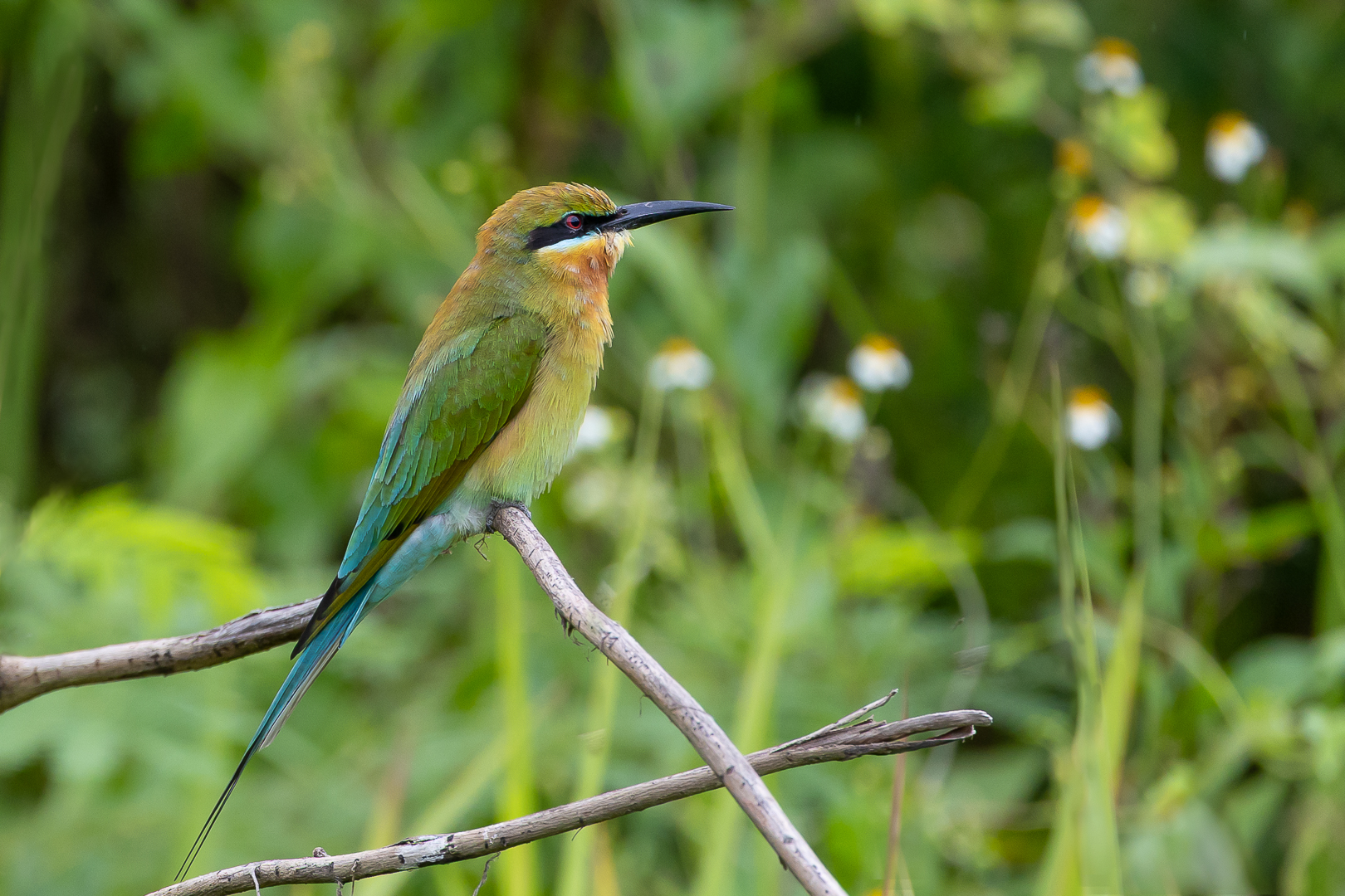 Blue-tailed Bee Eater2_DDN_Malaysia_Feb 2025