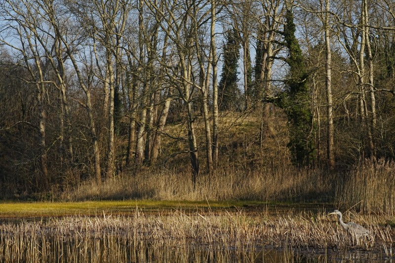 Riet aan de voet van een duin.