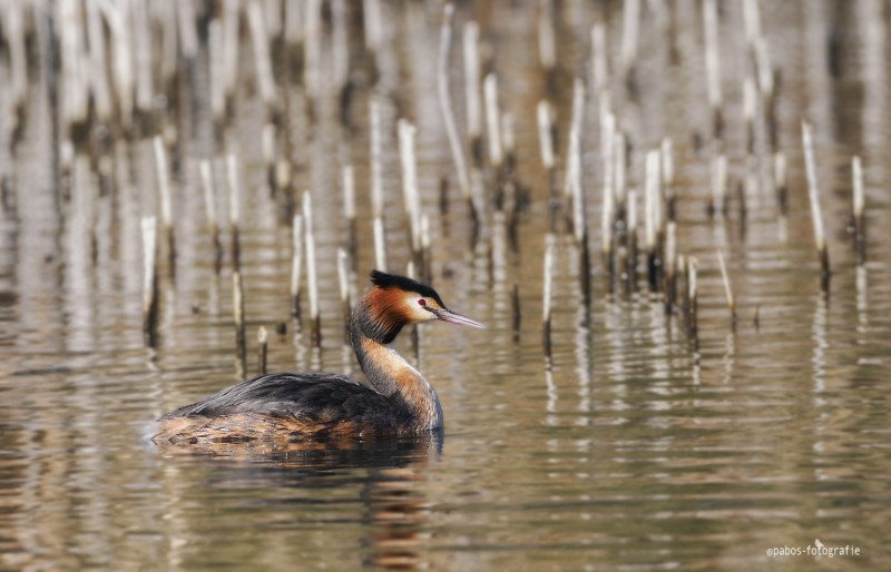 Tussen het riet