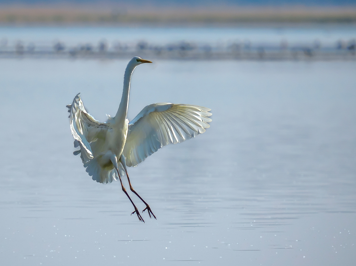 grote zilverreiger