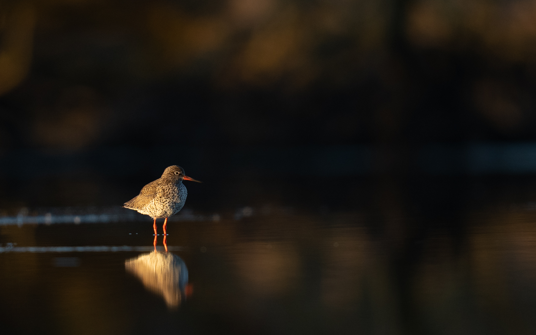 Tureluur - Deel de Natuur - Loes Belovics