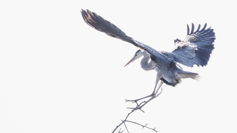 Blauwe reiger